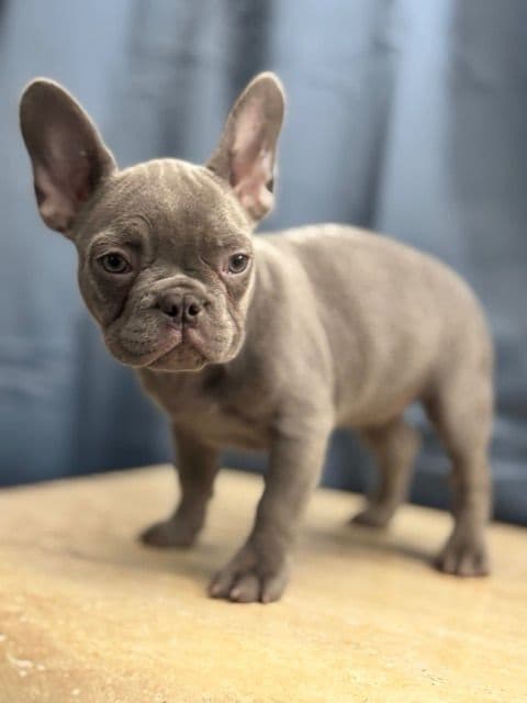 Blue French Bulldog Puppies (Isabella-lilac & blue merle offsprings) media 3