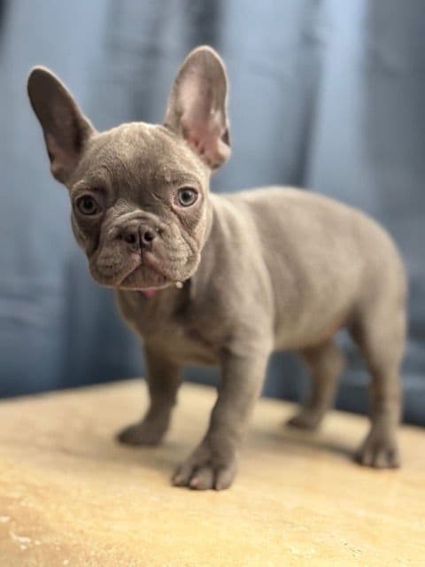 Blue French Bulldog Puppies (Isabella-lilac & blue merle offsprings) media 4