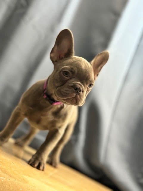 Blue French Bulldog Puppies (Isabella-lilac & blue merle offsprings) media 5