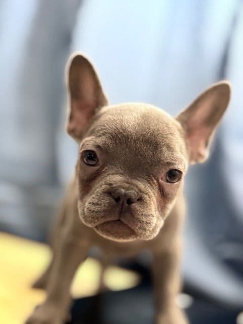 Blue French Bulldog Puppies (Isabella-lilac & blue merle offsprings) media 6