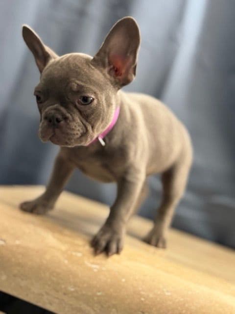 Blue French Bulldog Puppies (Isabella-lilac & blue merle offsprings) media 8