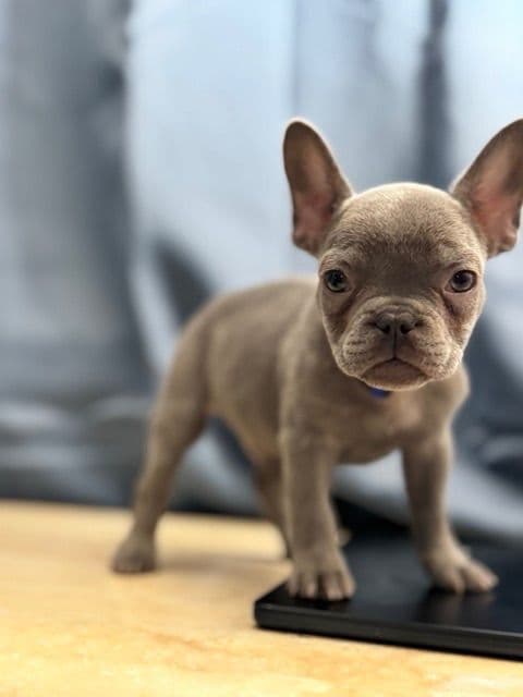 Blue French Bulldog Puppies (Isabella-lilac & blue merle offsprings) media 9