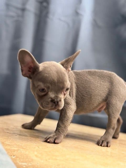 Blue French Bulldog Puppies (Isabella-lilac & blue merle offsprings) media 10