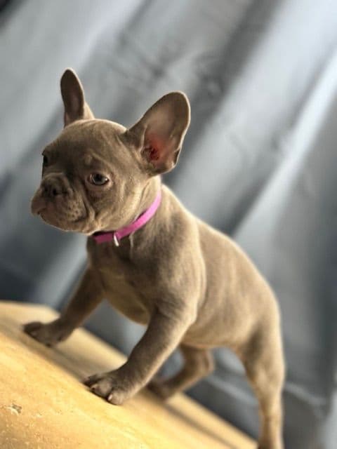 Blue French Bulldog Puppies (Isabella-lilac & blue merle offsprings) media 11