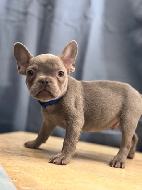 Blue French Bulldog Puppies (Isabella-lilac & blue merle offsprings) media 12