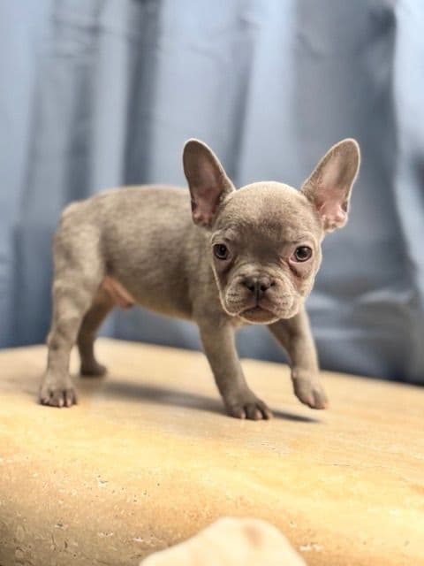 Blue French Bulldog Puppies (Isabella-lilac & blue merle offsprings) media 13
