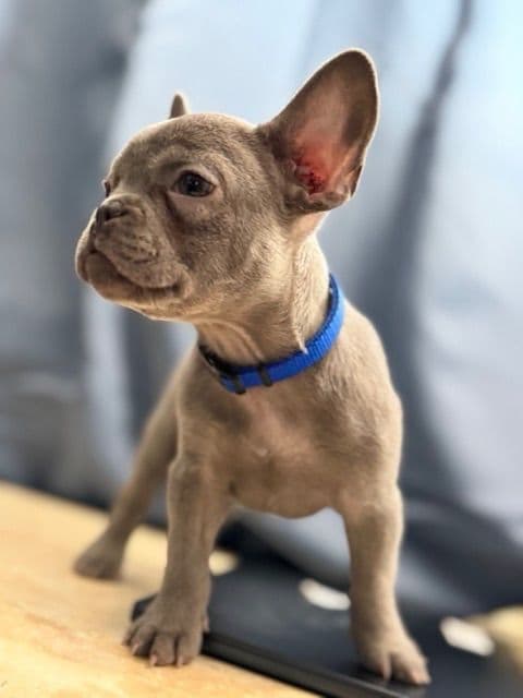 Blue French Bulldog Puppies (Isabella-lilac & blue merle offsprings) media 14