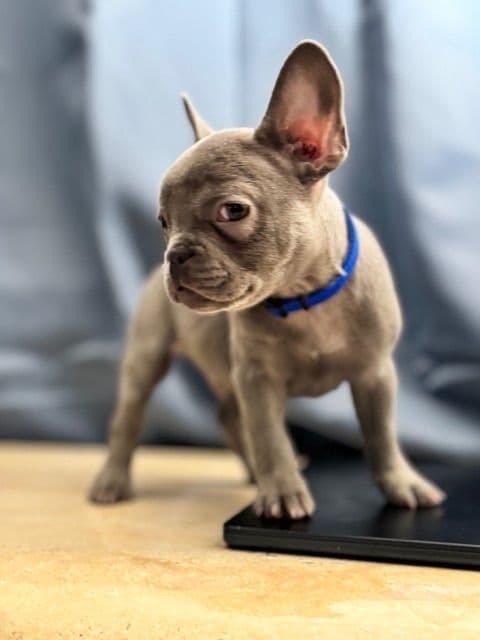 Blue French Bulldog Puppies (Isabella-lilac & blue merle offsprings) media 15