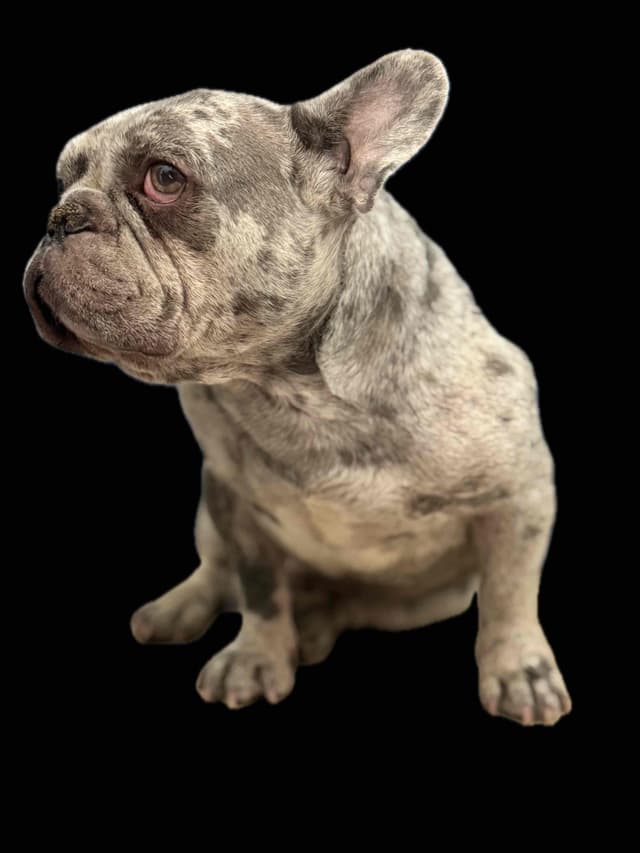 Blue French Bulldog Puppies (Isabella-lilac & blue merle offsprings) media 16