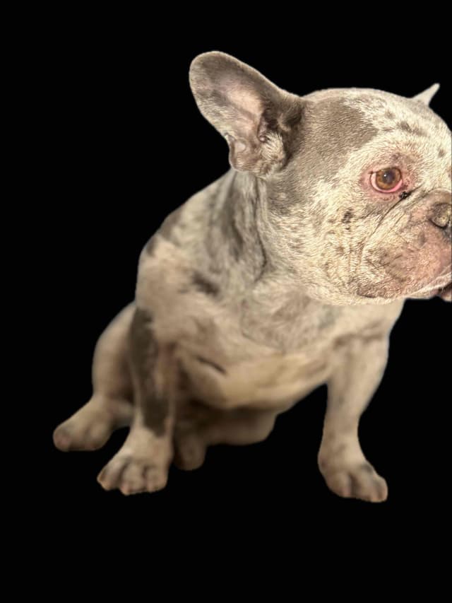 Blue French Bulldog Puppies (Isabella-lilac & blue merle offsprings) media 17