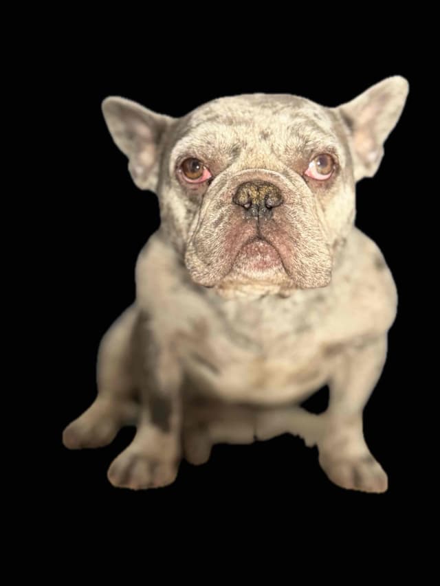 Blue French Bulldog Puppies (Isabella-lilac & blue merle offsprings) media 18