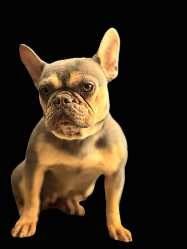 Blue French Bulldog Puppies (Isabella-lilac & blue merle offsprings) media 19