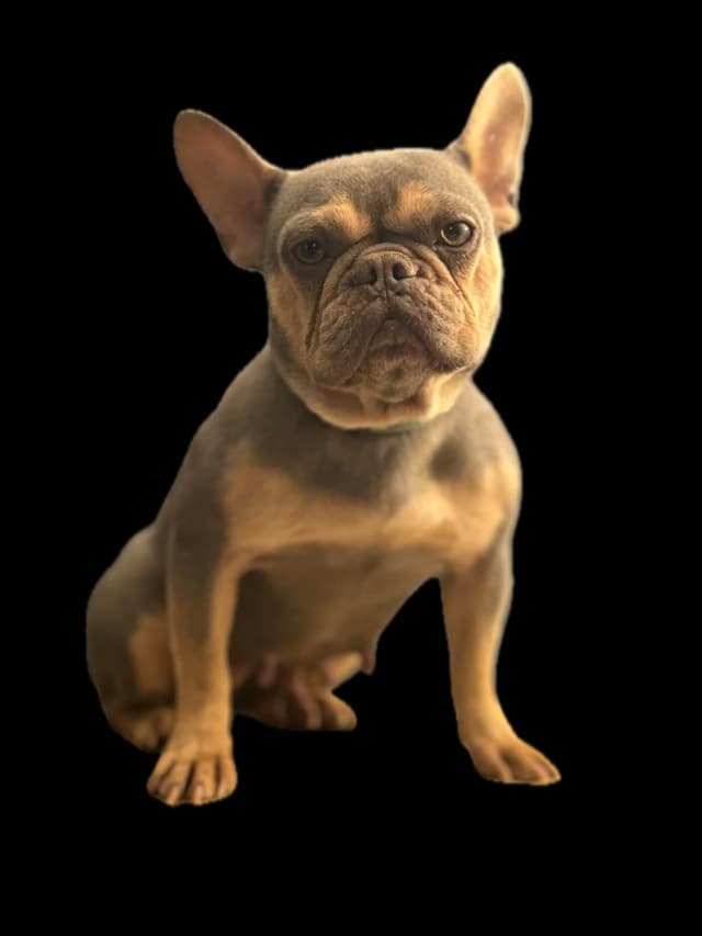 Blue French Bulldog Puppies (Isabella-lilac & blue merle offsprings) media 20