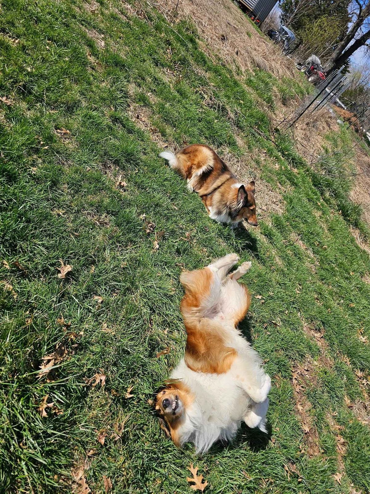 Collie Puppies 1 female left (pending until 5/23/26) breeder image 4