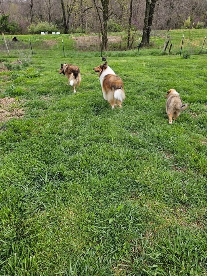 Collie Puppies 1 female left (pending until 5/23/26) breeder image 6