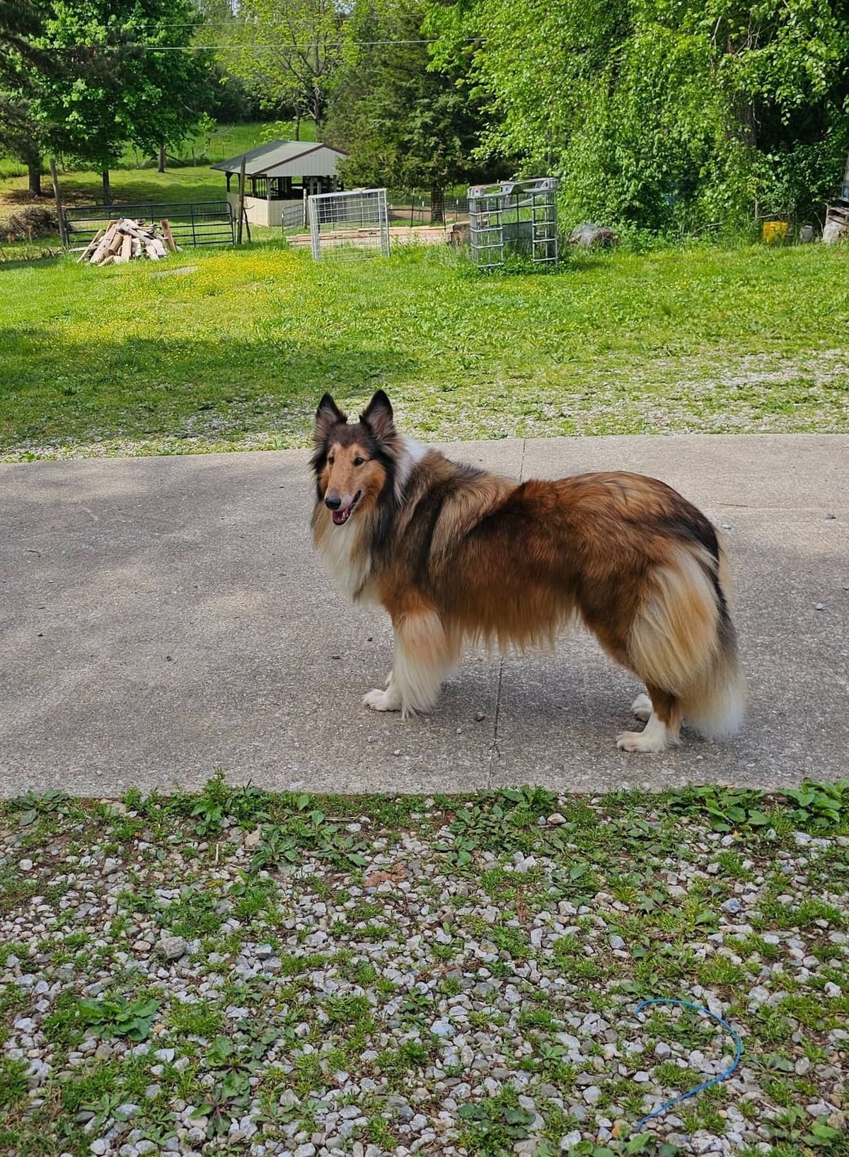 Collie Puppies 1 female left (pending until 5/23/26) breeder image 8