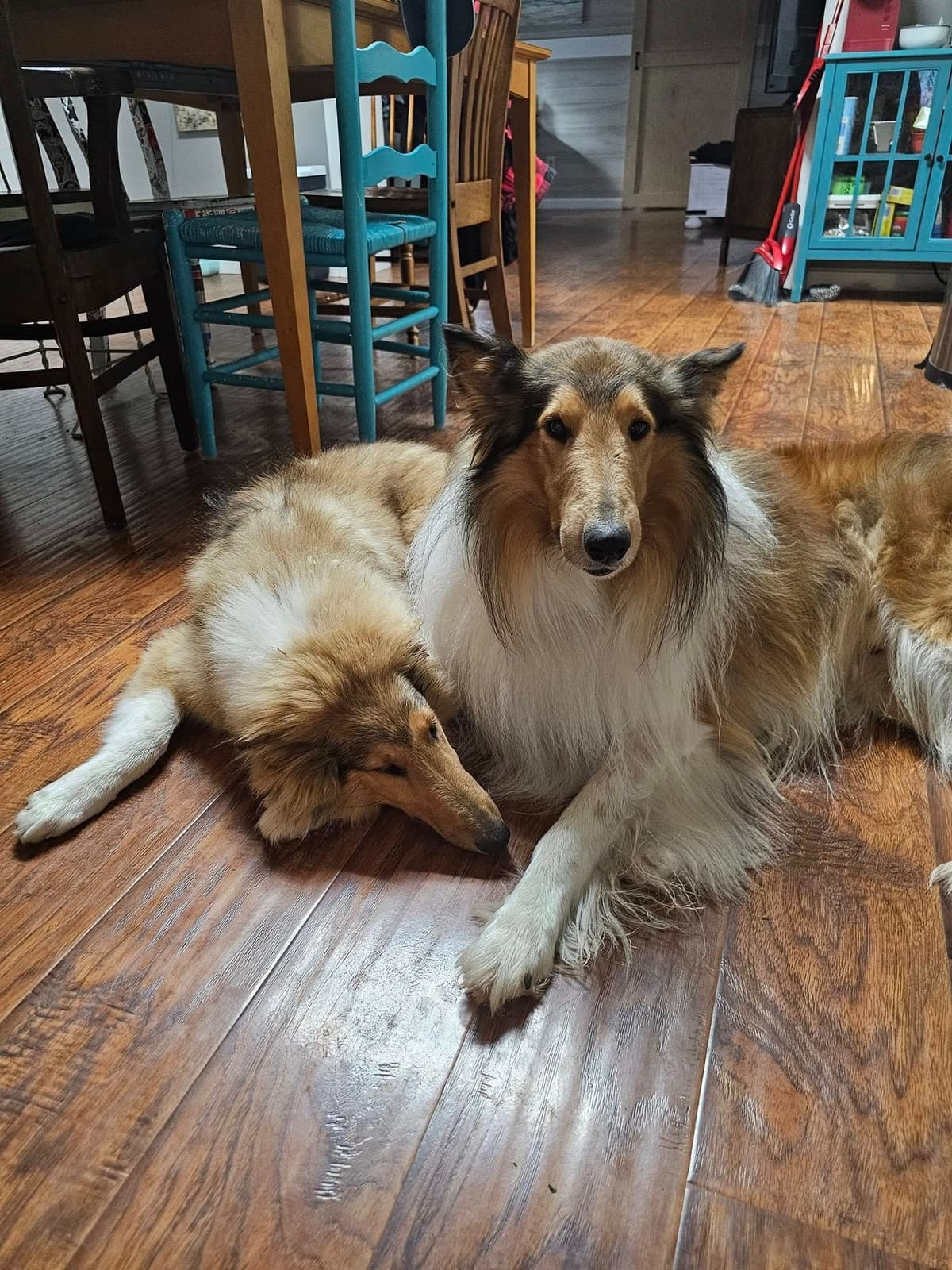 Collie Puppies 1 female left (pending until 5/23/26) breeder image 11