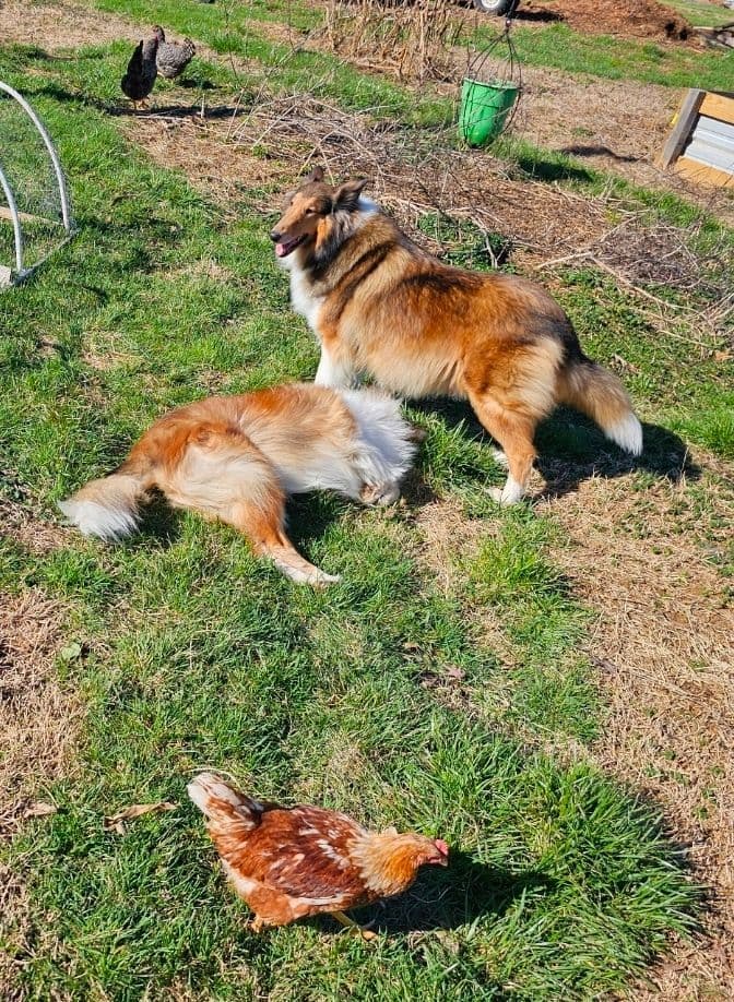 Collie Puppies 1 female left (pending until 5/23/26) breeder image 15