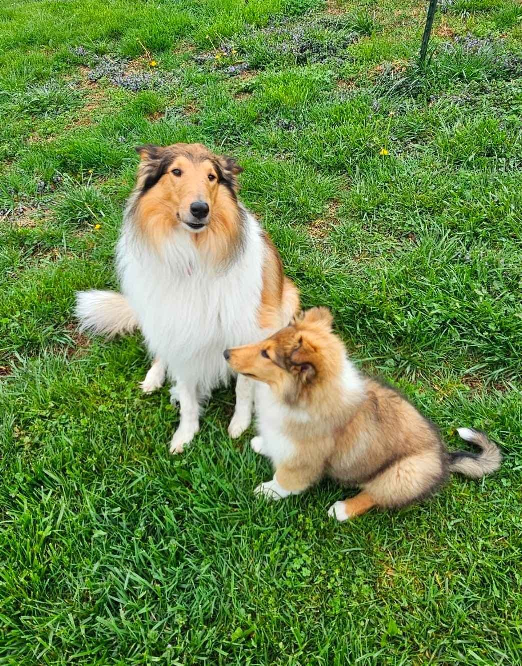 Collie Puppies 1 female left (pending until 5/23/26) breeder image 17
