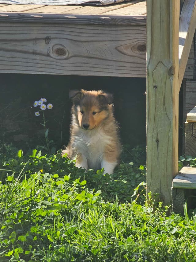 Collie Puppies 1 female left (pending until 5/23/26) media 4