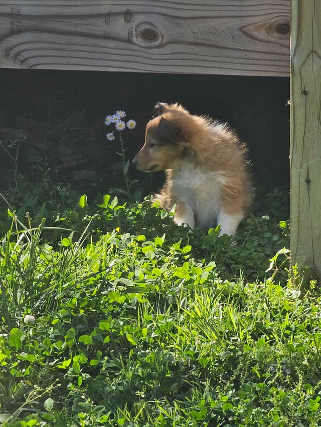 Collie Puppies 1 female left (pending until 5/23/26) media 5