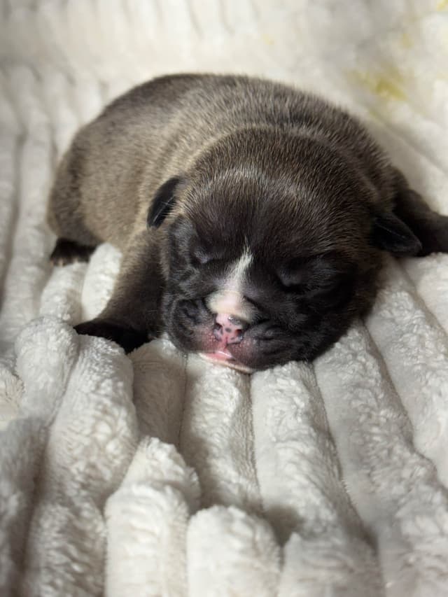 Bulldog Puppies media 2