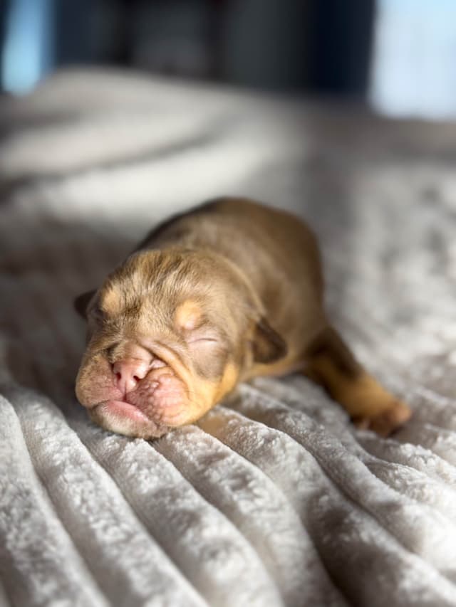 Bulldog Puppies media 3