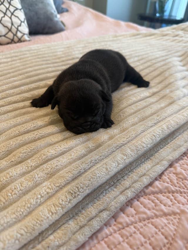 Bulldog Puppies media 4