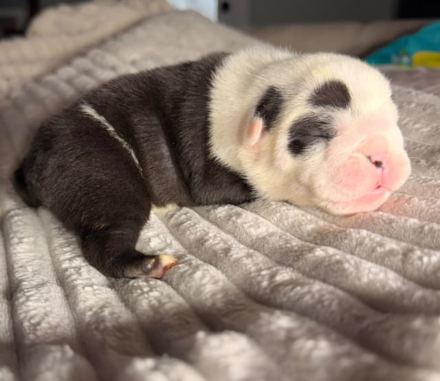 Bulldog Puppies media 5