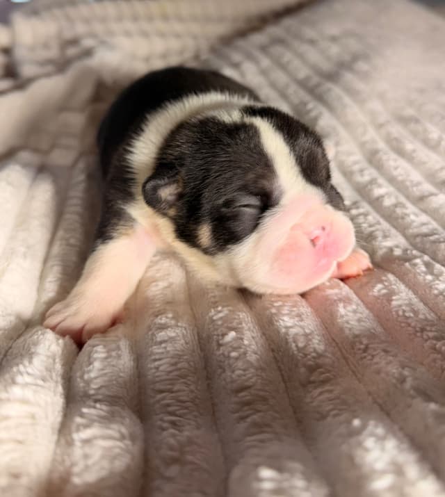 Bulldog Puppies media 7