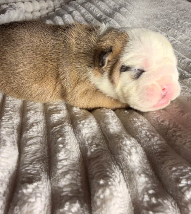 Bulldog Puppies media 8