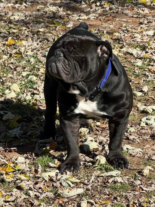 Bulldog Puppies media 9