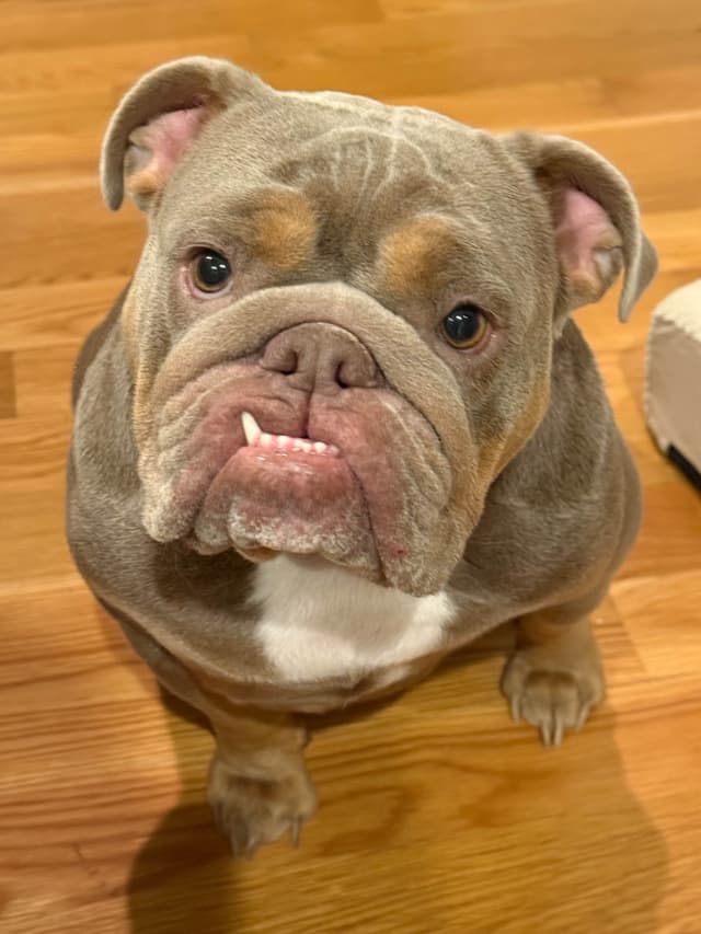 Bulldog Puppies media 10