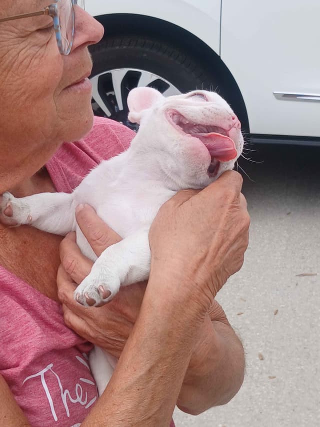 French Bulldog Puppy media 2