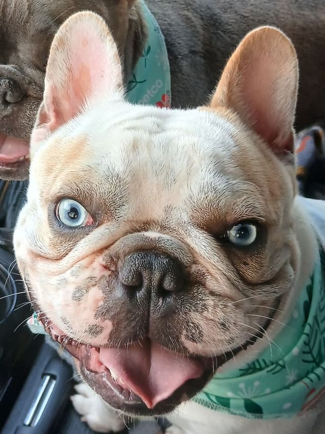 French Bulldog Puppy media 3