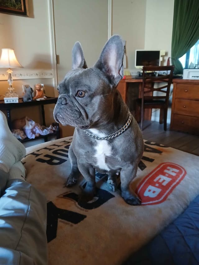 French Bulldog Puppy media 4