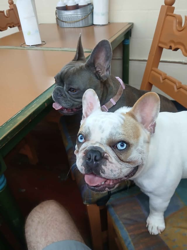 French Bulldog Puppy media 5