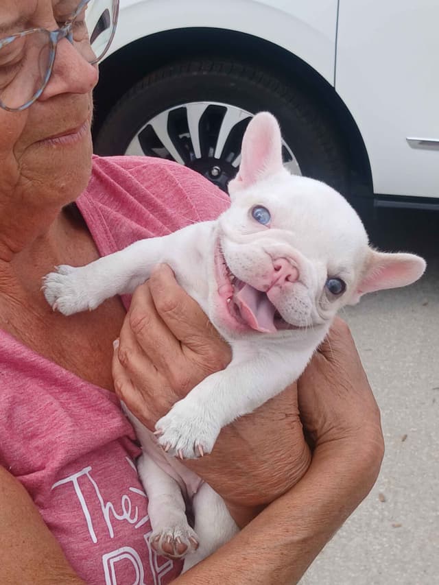 French Bulldog Puppy media 6