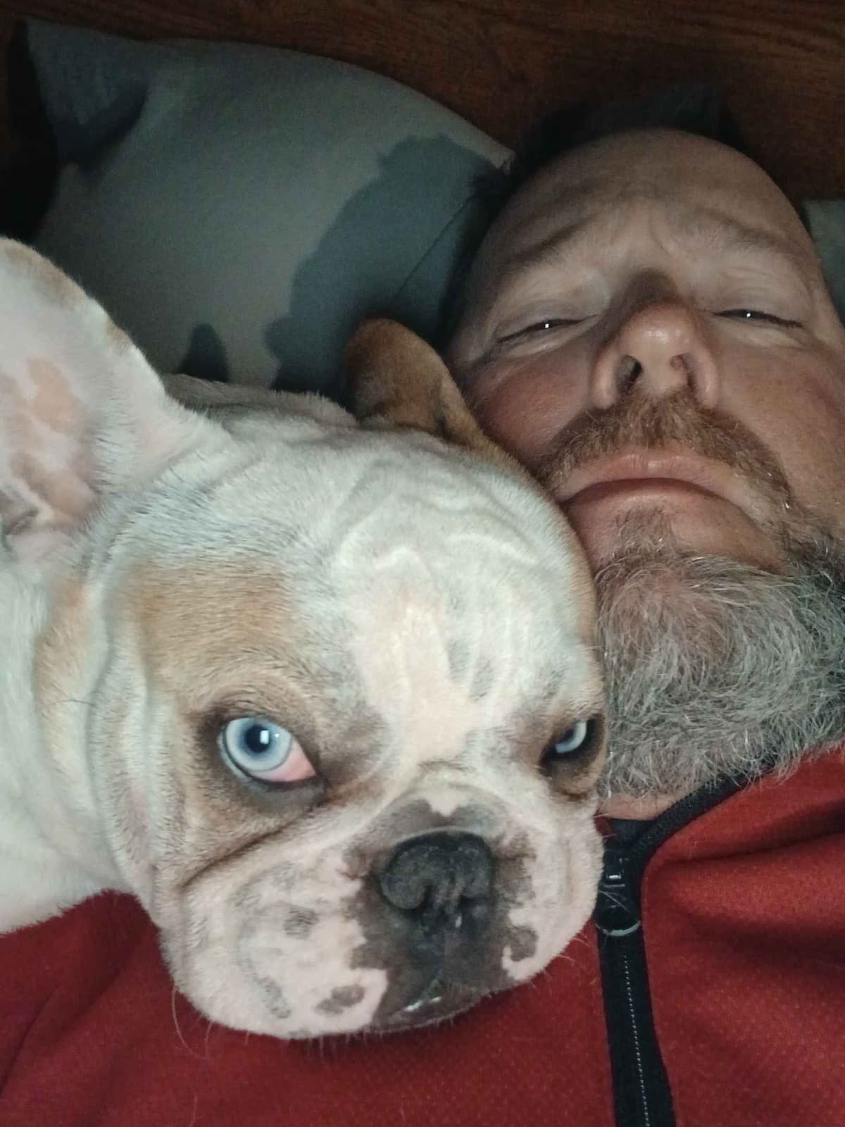 French Bulldog Puppy breeder image 1