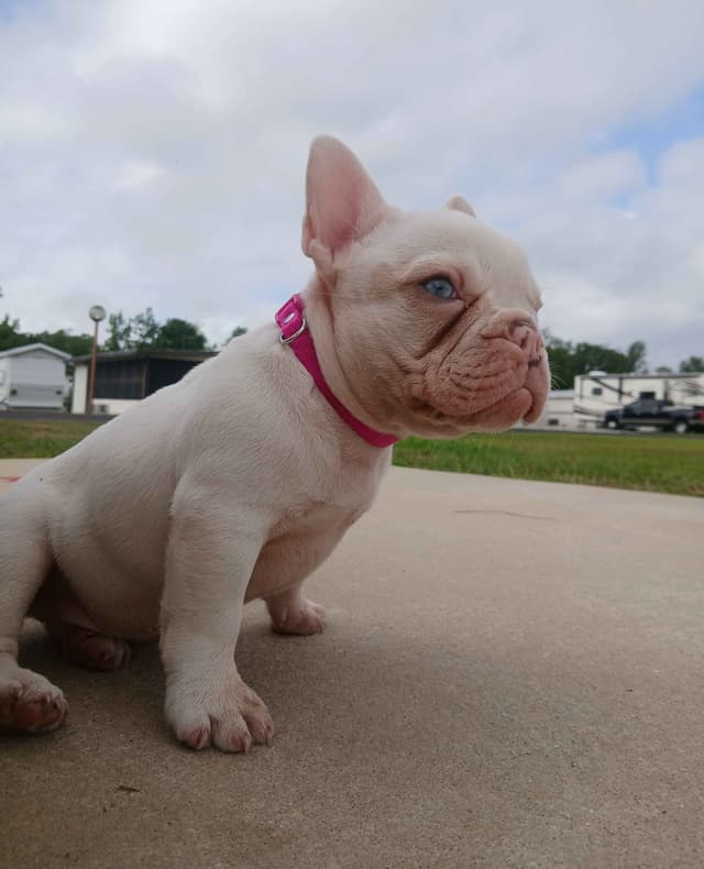 French Bulldog Puppy media 7
