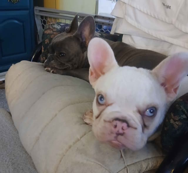 French Bulldog Puppy media 8
