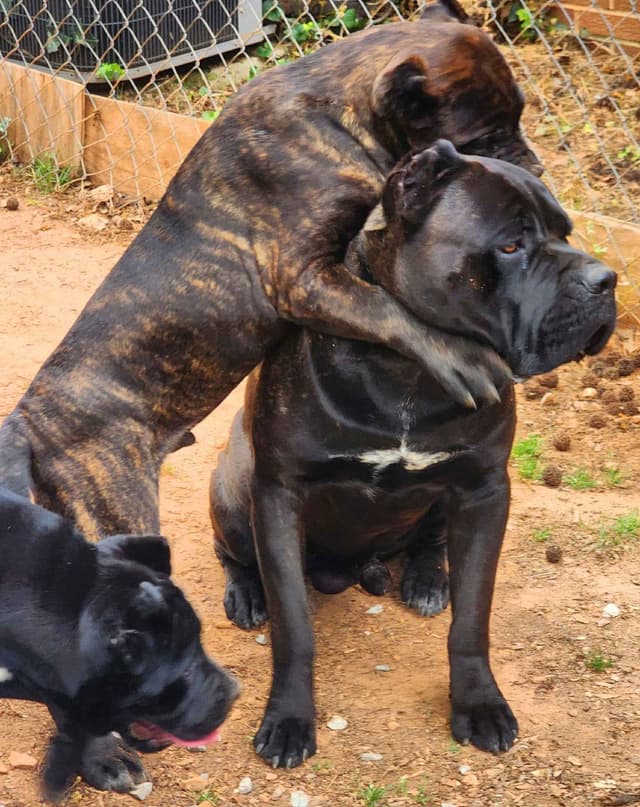 Cane Corso Puppies media 2