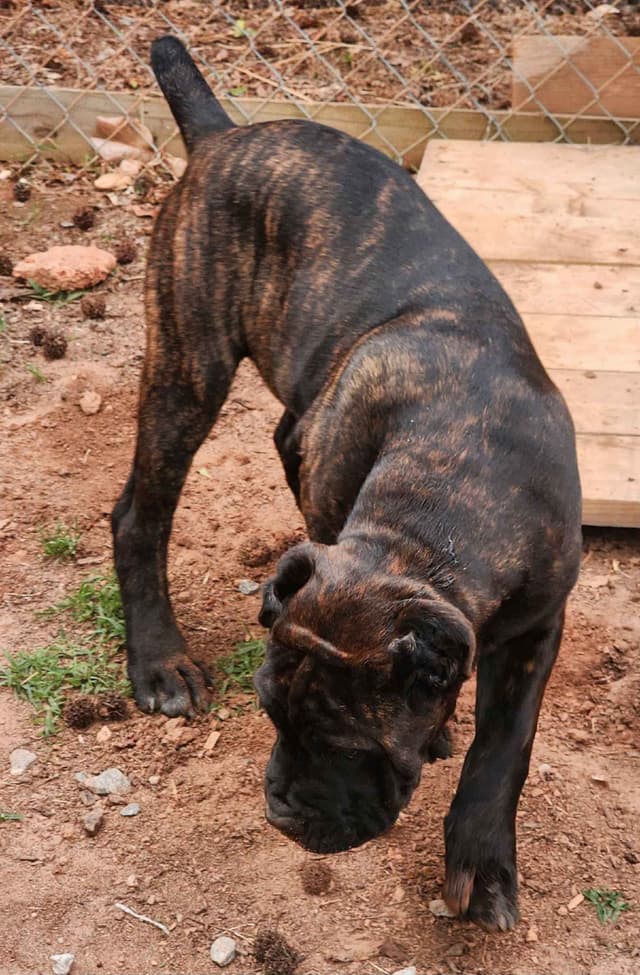 Cane Corso Puppies media 3