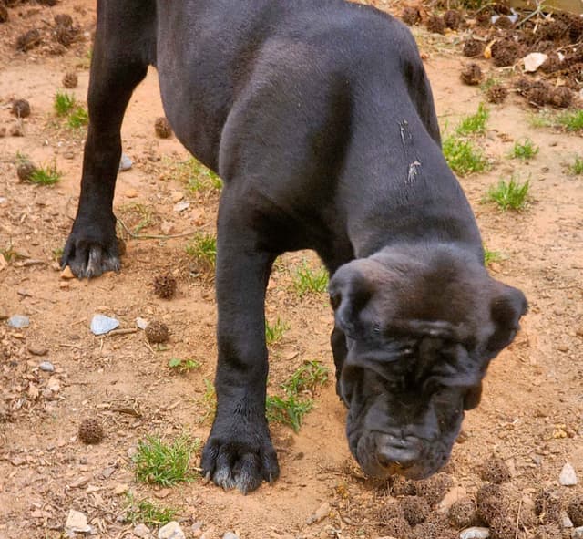 Cane Corso Puppies media 4