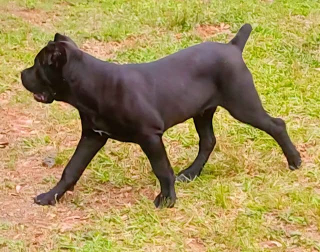 Cane Corso Puppies media 5
