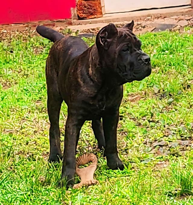 Cane Corso Puppies media 6