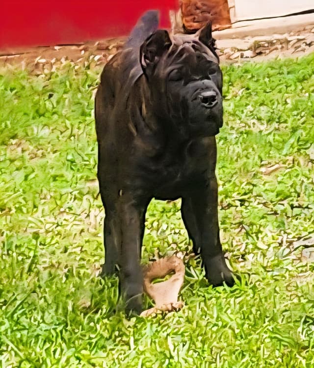 Cane Corso Puppies media 7