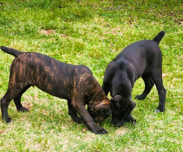 Cane Corso Puppies media 8