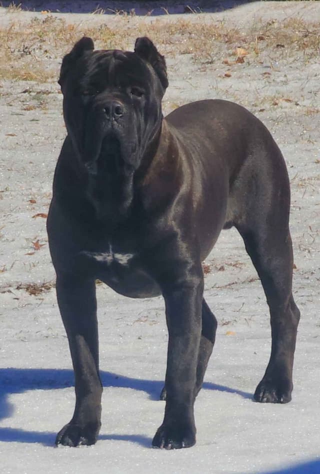 Cane Corso Puppies media 9