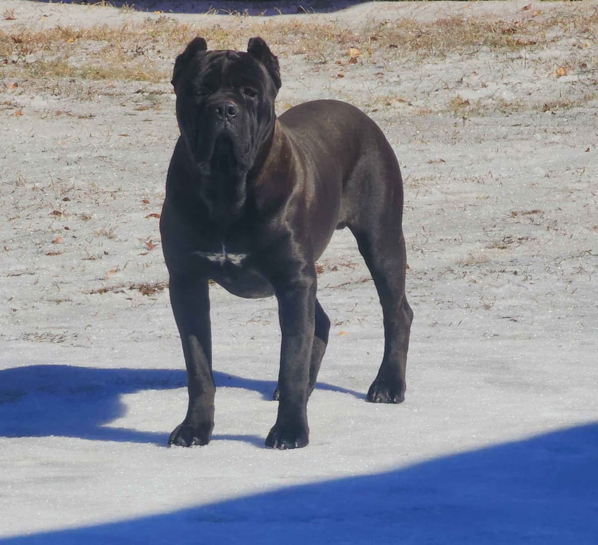 Cane Corso Puppies breeder image 1